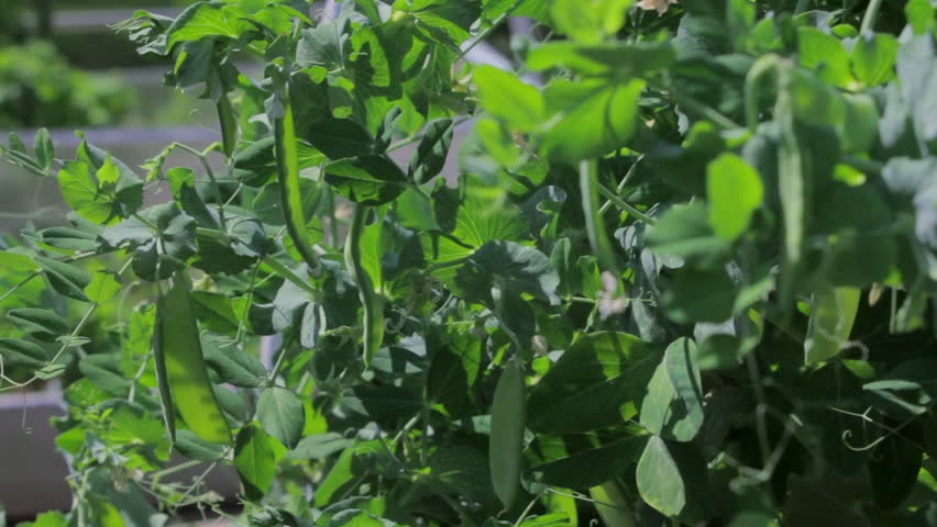 Woman gardener picking ripe English peas