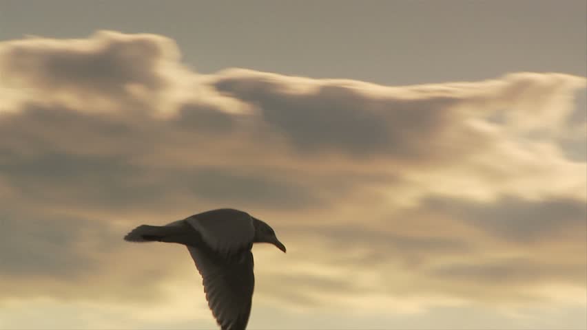 Seagull flying in front of dramatic clouds and water 