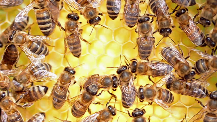 Honey comb and a bee working