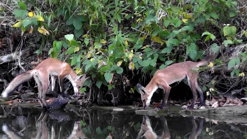 A pair of young red fox in their summer coats check out the lake shore.