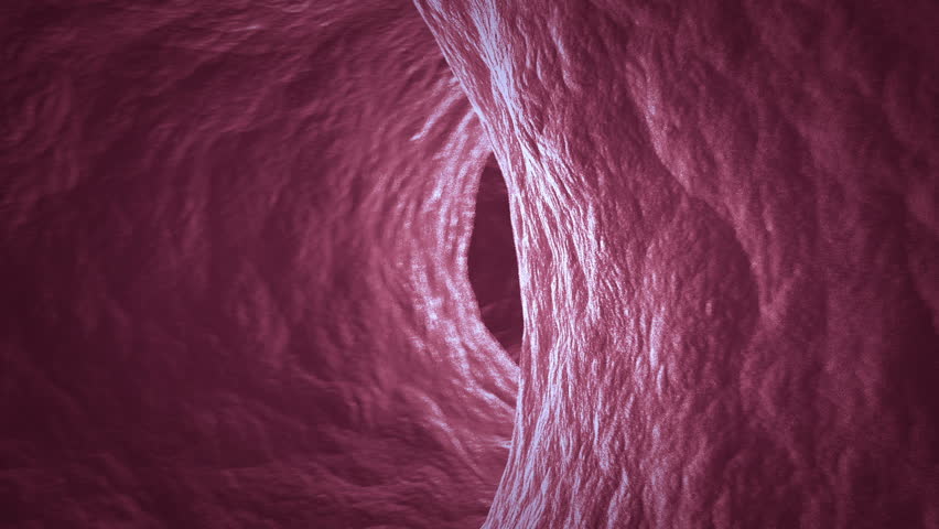 HD animation of sperm cells swimming  inside ductus deferens
