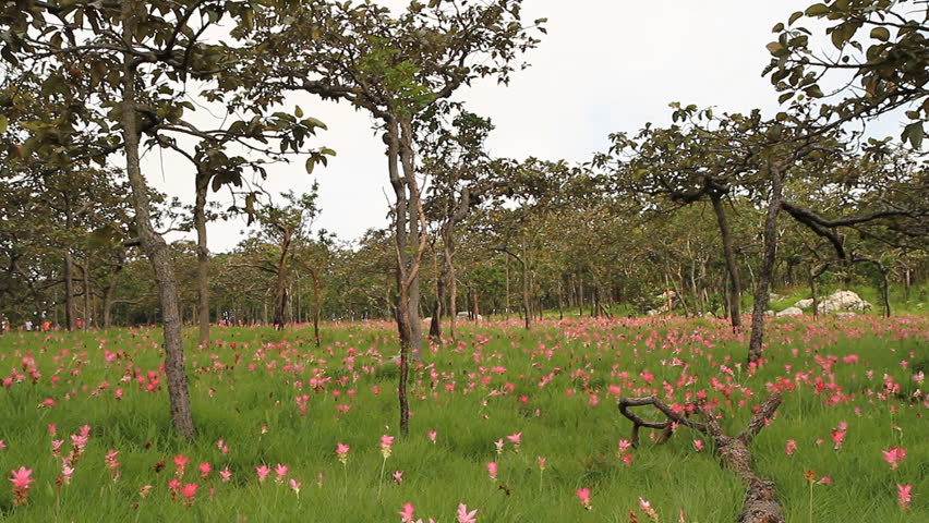 Siam tulip at Chaiyaphum Province, Thailand.
