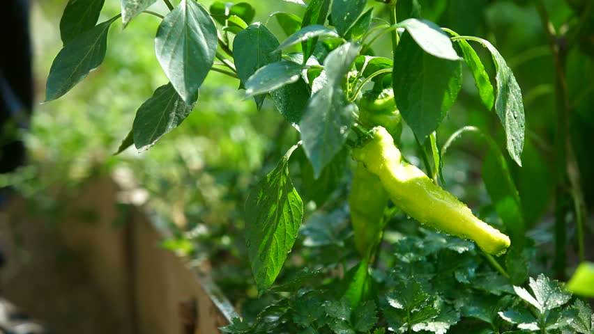 Gardener watering chilly pepper in vegetable garden