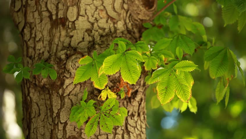 View under small green leaves chestnut trees at springtime