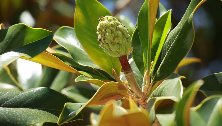 Magnificent Magnolia Tree in Spring Horizontal