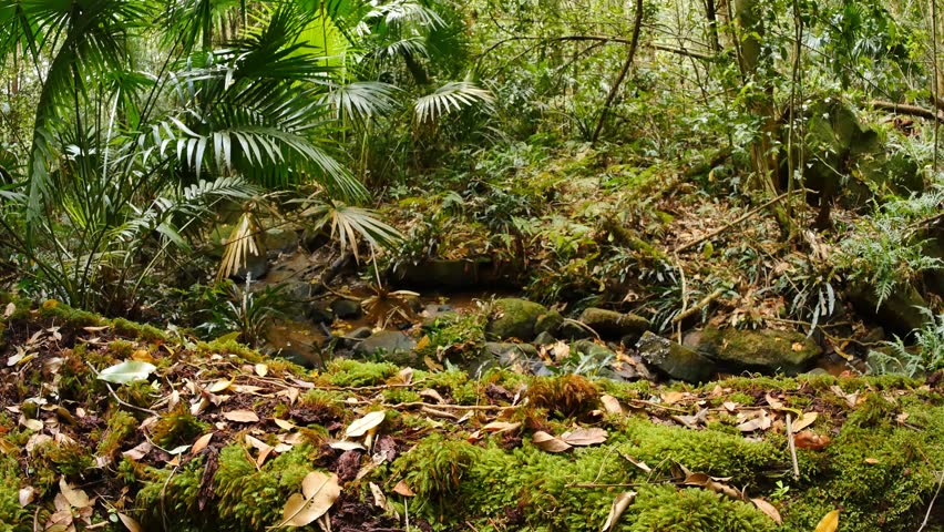 HD 1080i Shot Of Lush Green Foliage On The Floor Of A Rain Forest