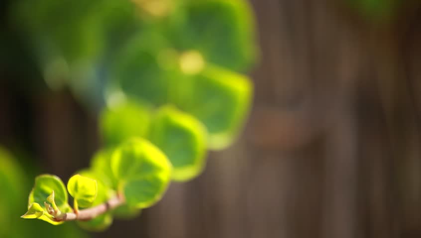 Many leafs of ivy cover a wall