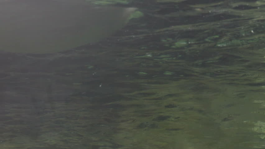 Pelican, spearfishing