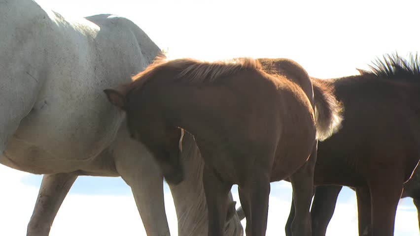 A Colt Drinks Milk from His Mothers Udder