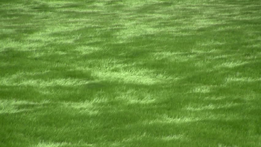 Field of ripening barley blowing in the breeze