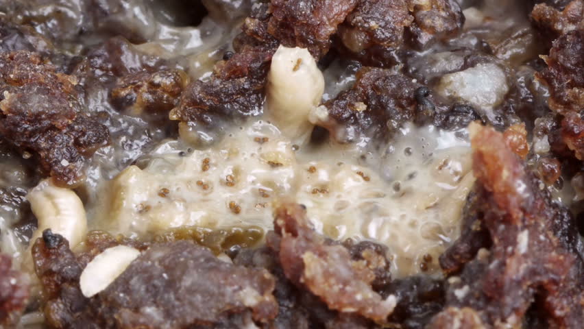 Many Fly Larvae on Rotten Meat HD.  Shot with macro lens.