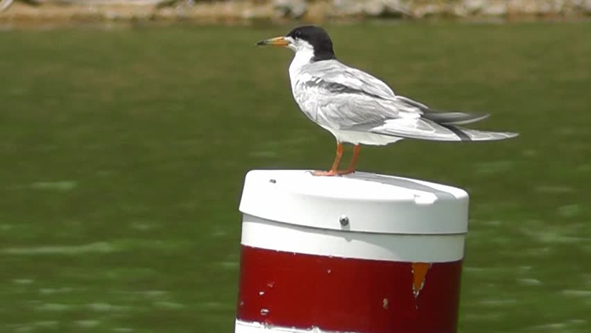 A Forester's Tern is not a bird you'd expect to see in North West Arkansas, but this fellow and 4 of his friends decided to pay a visit to a local lake on their migration to points further south.  