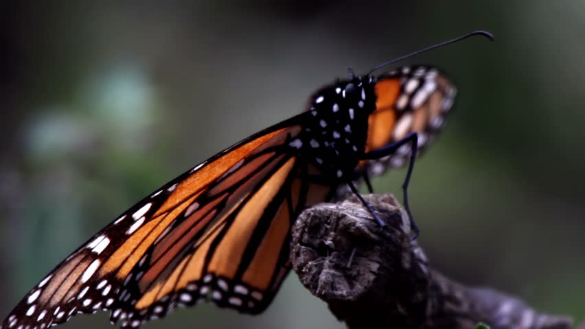 the amazing monarch butterfly sanctuary in mexico, where millions of butterflies return to each year from the USA and canada