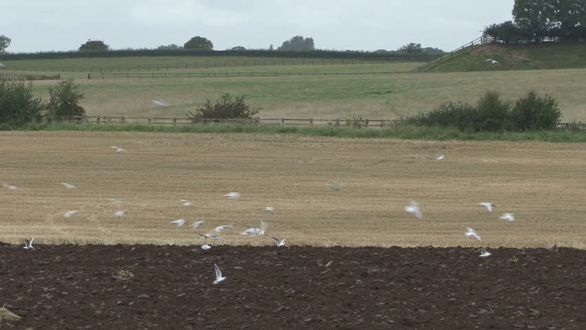 STAPLETON, NORTH YORKSHIRE, UK - SEPTEMBER 25: the very wet summer of 2008 has resulted in the harvest to planting cycle being compressed to a week.