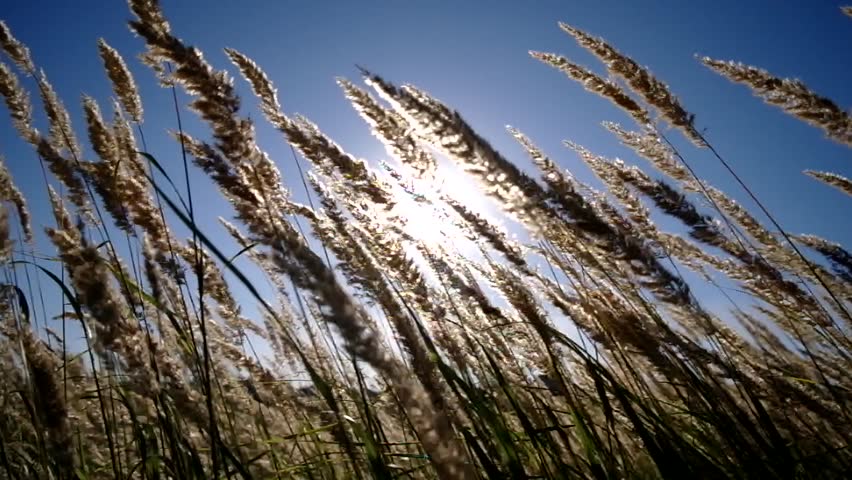 Green grass swaying in the wind.