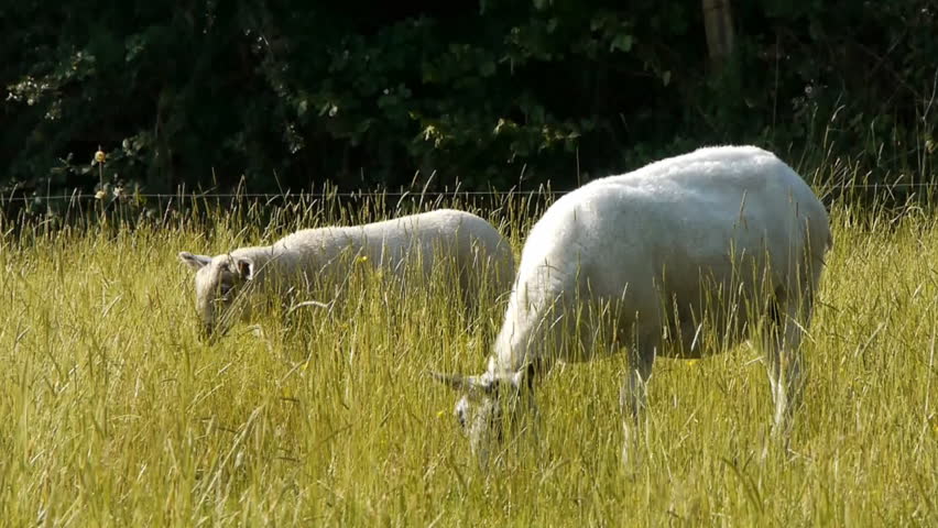 Two sheep, a ewe and a lamb, grazing in a field of long grass. They look up then walk out of the frame.