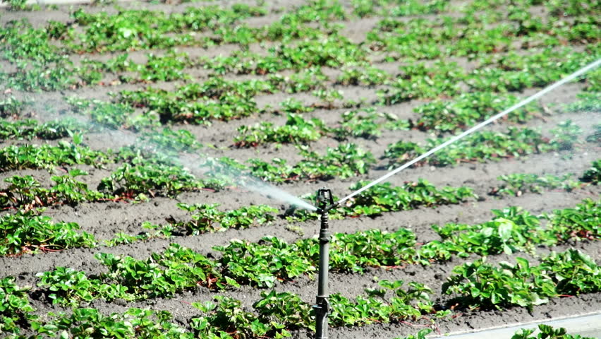 Agricultural irrigation sprinkler at work on a small farm field.