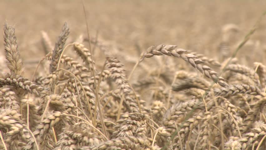 pick up some wheat 1
pick up a wheat head and put the seed out with the fingers