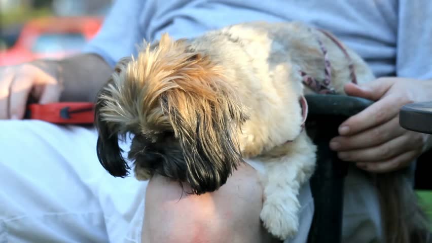 Small Furry Dog Resting On Man's Knee