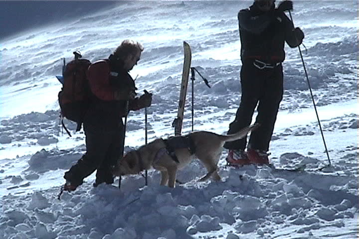 Park City, UT - January 2000: Search and Rescue dogs sniffing for buried skiers in avalanche. The Canyons Ski Resort, Utah.