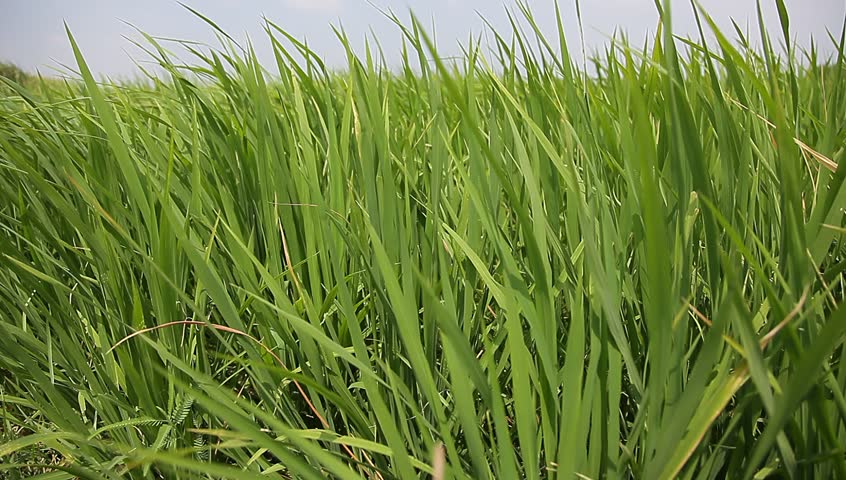 rice field in the summer under strong wind in a sunny day in the country side of south east China