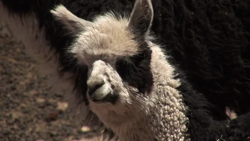 Alpaca in the Atacama Desert, Chile