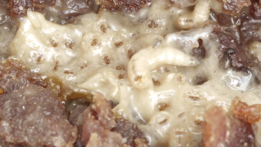 Blow Fly Larvae on Rotten Beef.  Close Up