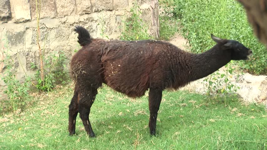 Lama at the zoo eats grass