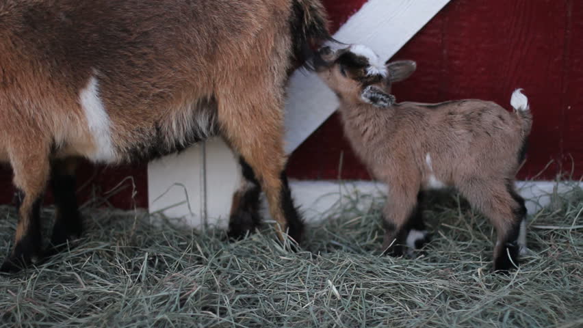 goats play