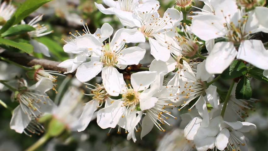 spring 