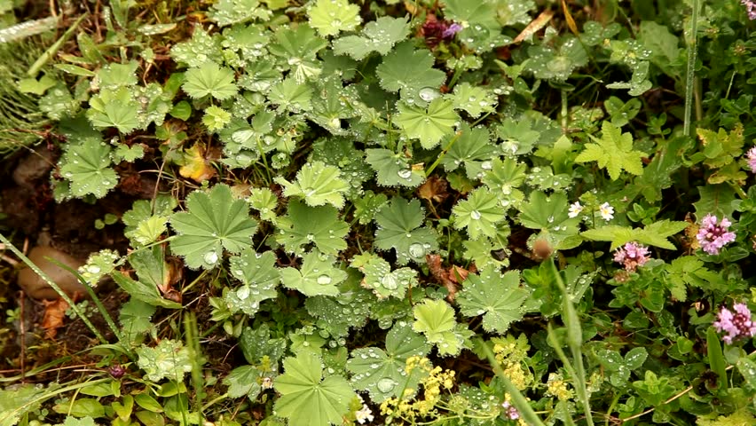 Header of Alchemilla