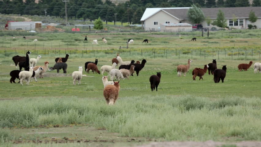 Alpaca livestock herd on Utah farm ranch