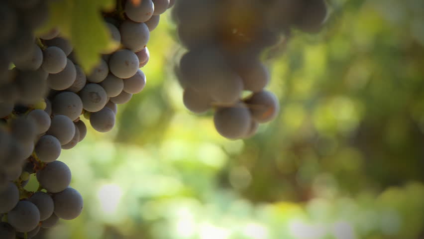 Pan across wine grapes, ripening in a vineyard.