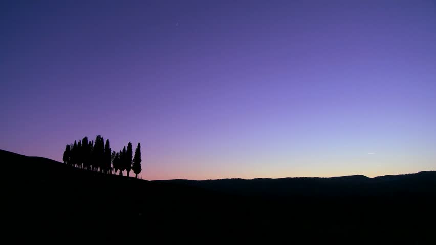 TUSCANY, ITALY-CIRCA 2011-A cluster of Italian cypress trees at dusk on a hillside in Tuscany, Italy.