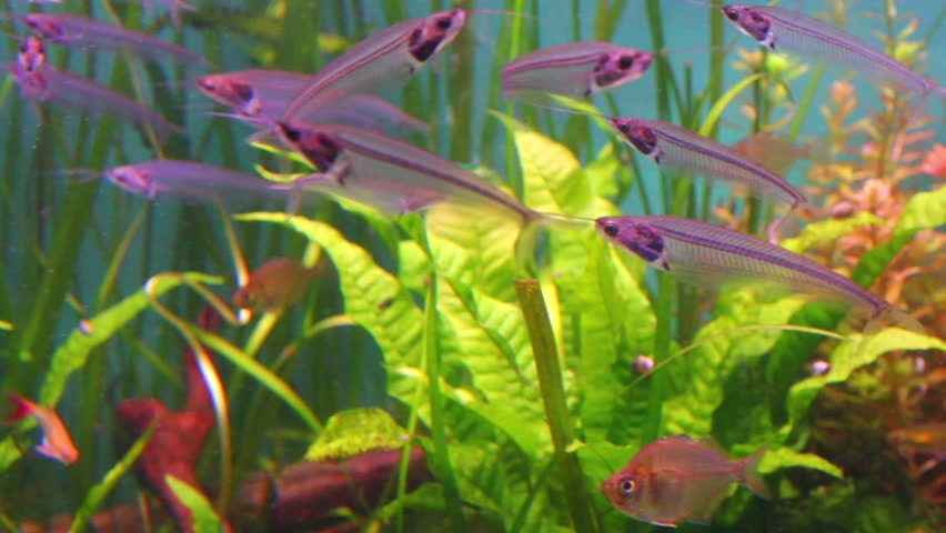 transparent Glass or Ghost catfish under water