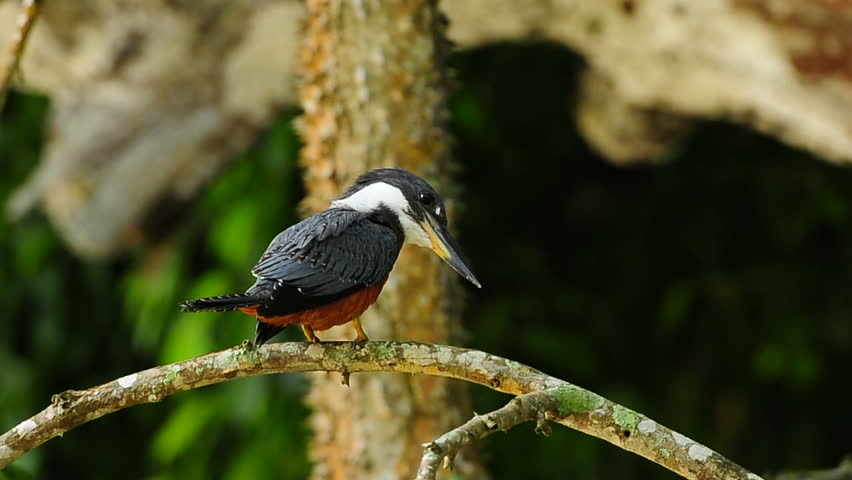 Ringed kingfisher (Megaceryle torquata) in tree, Panama, Central America