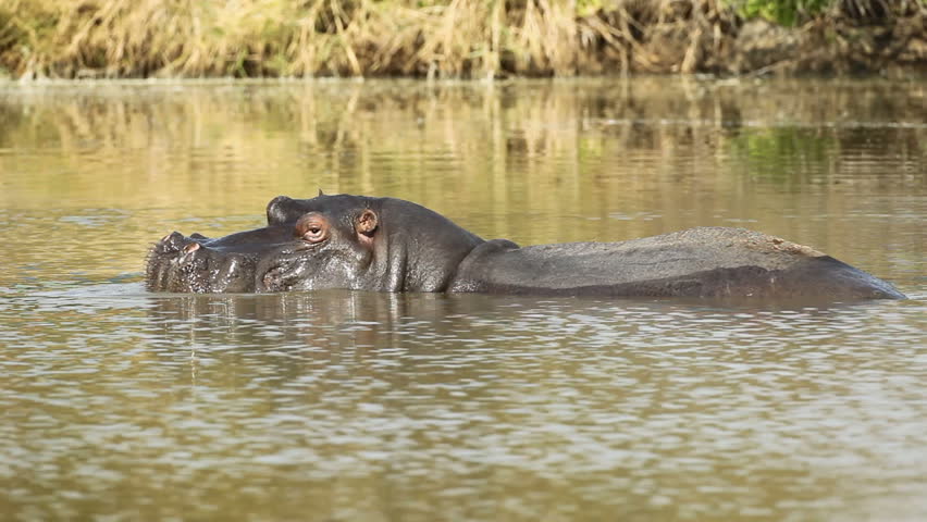 Large hippo bull (Hippopotamus amphibius) splashing in the water, Sabie-Sand nature reserve, South Africa