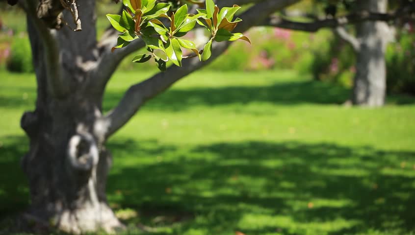 Magnolia tree over blured background
