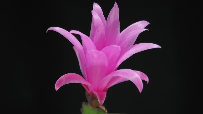time-lapse view of the opening of a delicate pink zygocactus, on black