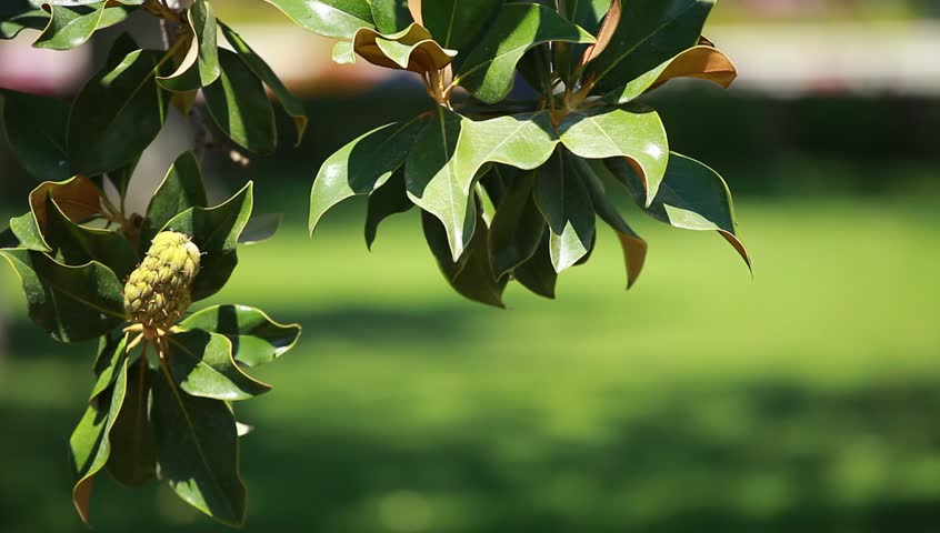 Magnolia tree over blured background