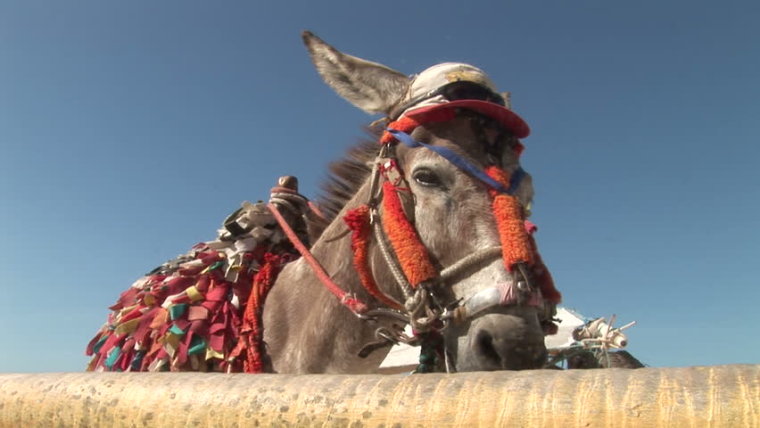 Donkey in Fortaleza, Brazil