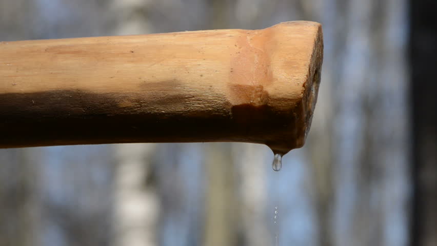 spigot and fresh birch sap drops in forest