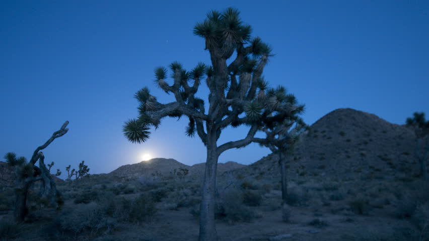 Time Lapse of Joshua Tree at Moonrise.

