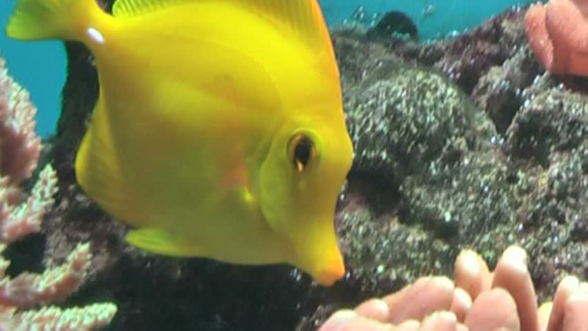 Reefscape