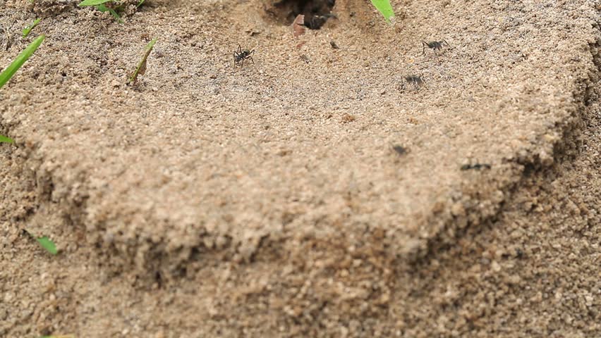 ants leave the nest.