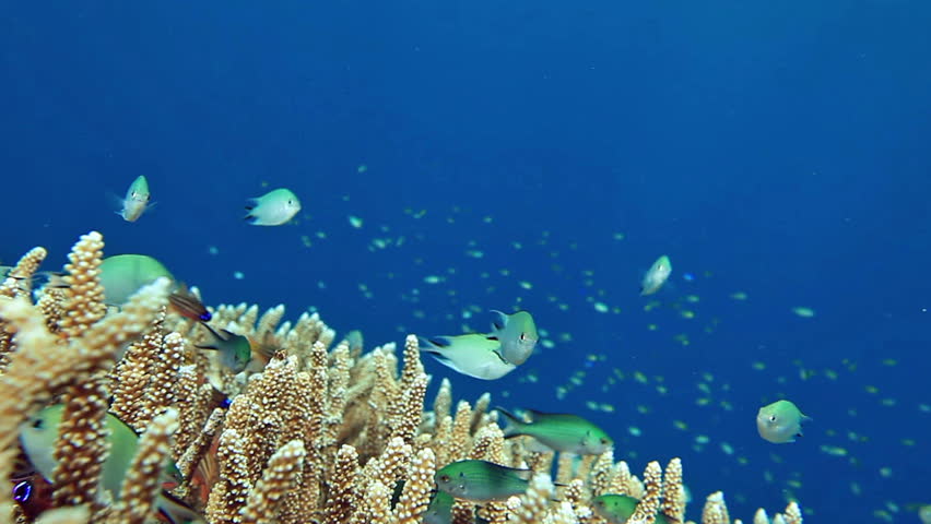 School of fish Chromis viridis on the Acropora coral closeup.