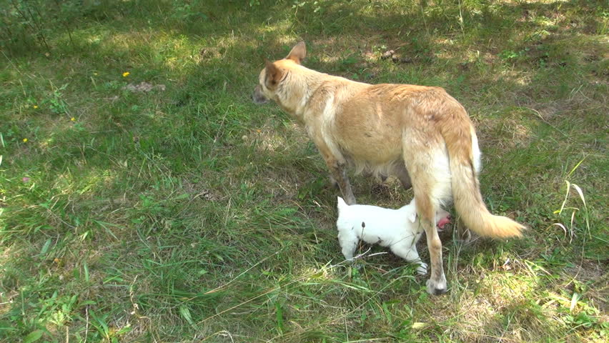 Dog Refuses Feeding her Puppy