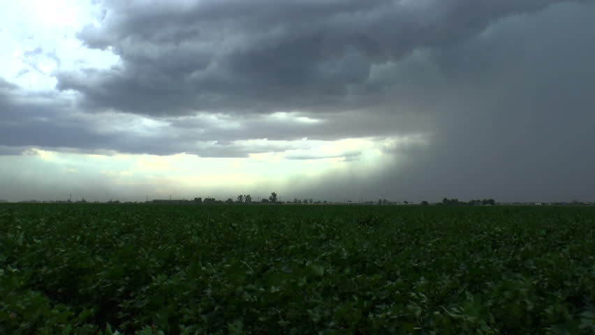 Summer rainstorm builds over cotton farm field, blowing in wind. 1080p