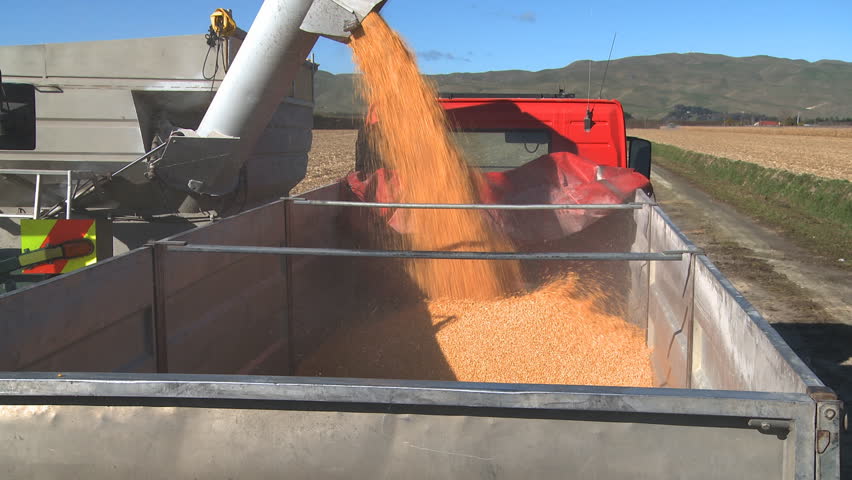 Newly harvested corn is loaded into a truck for transportation to the drying silos. Timelapse.