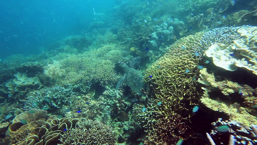 Hawksbill sea turtle (Eretmochelys imbricata) on the coral reef